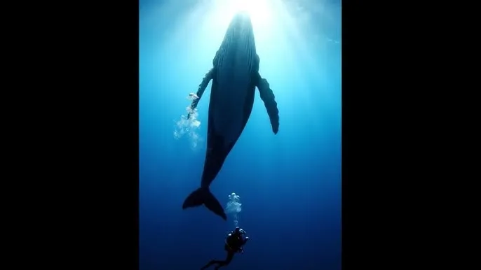 爱情岛论坛2019年免费 - 深蓝星球：探索海洋深处的未知世界